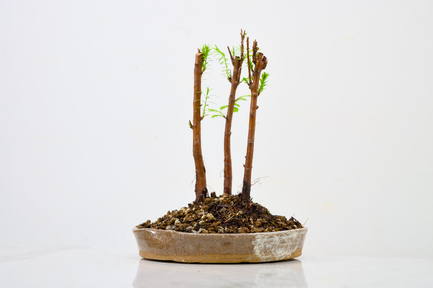 Dawn Redwood Bonsai 3 Tree Group