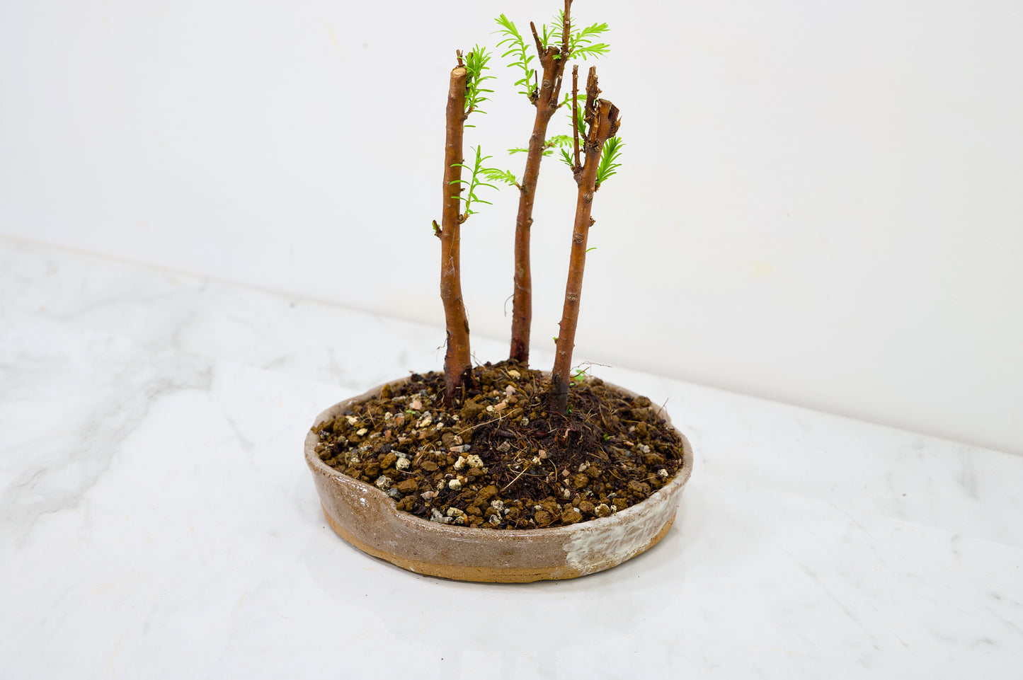 Dawn Redwood Bonsai 3 Tree Group