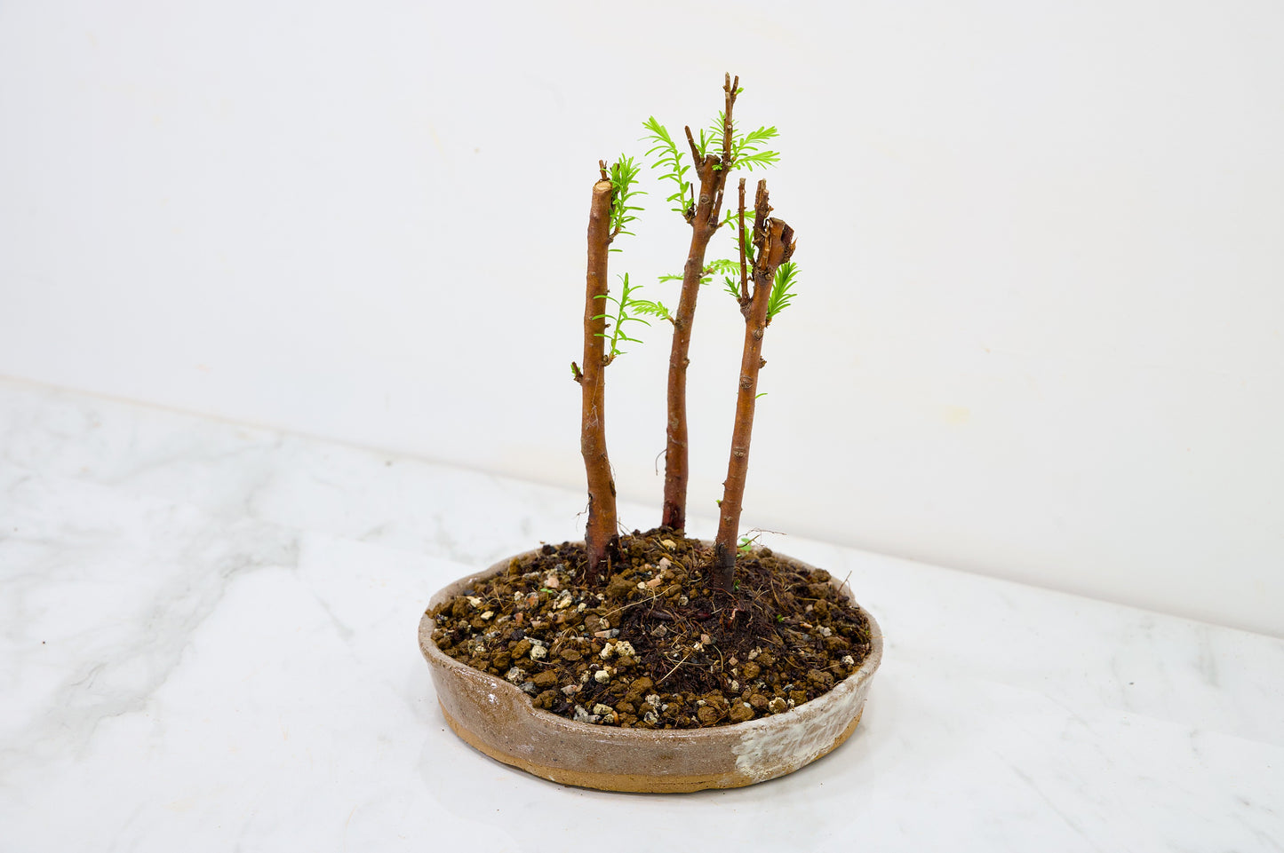 Dawn Redwood Bonsai 3 Tree Group