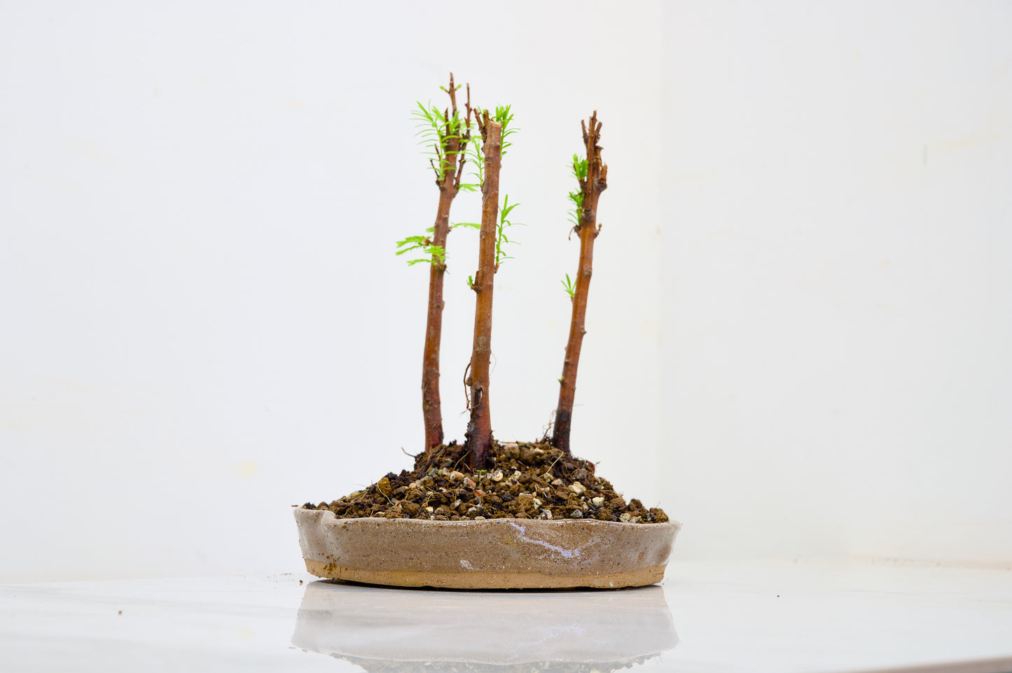 Dawn Redwood Bonsai 3 Tree Group