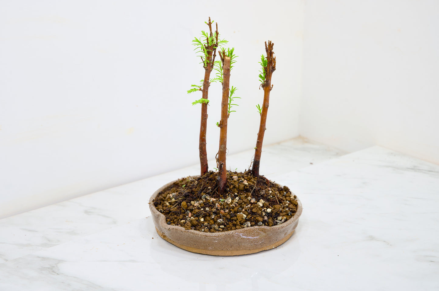 Dawn Redwood Bonsai 3 Tree Group
