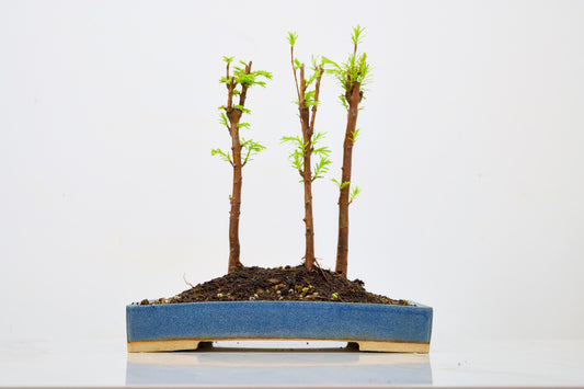 Dawn Redwood Bonsai 3 Tree Group