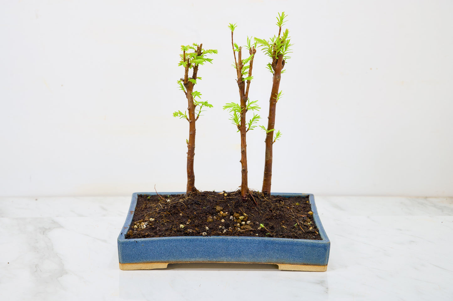 Dawn Redwood Bonsai 3 Tree Group