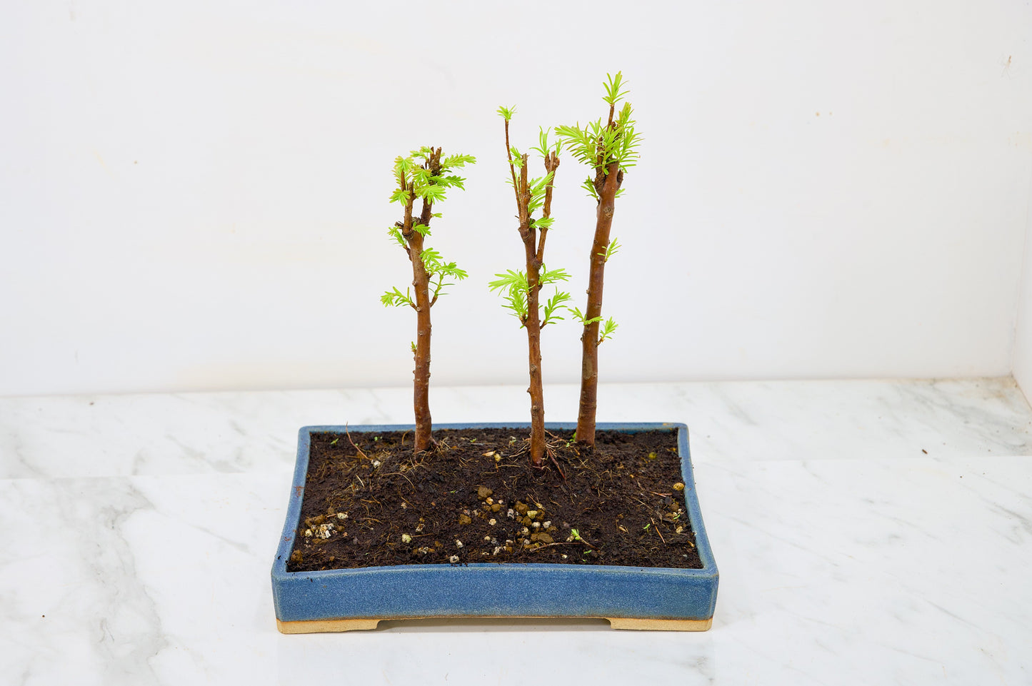 Dawn Redwood Bonsai 3 Tree Group