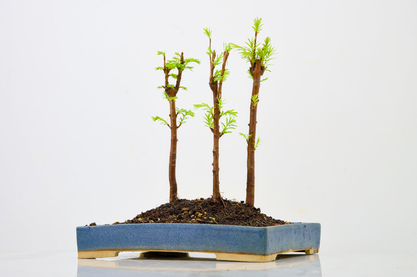 Dawn Redwood Bonsai 3 Tree Group