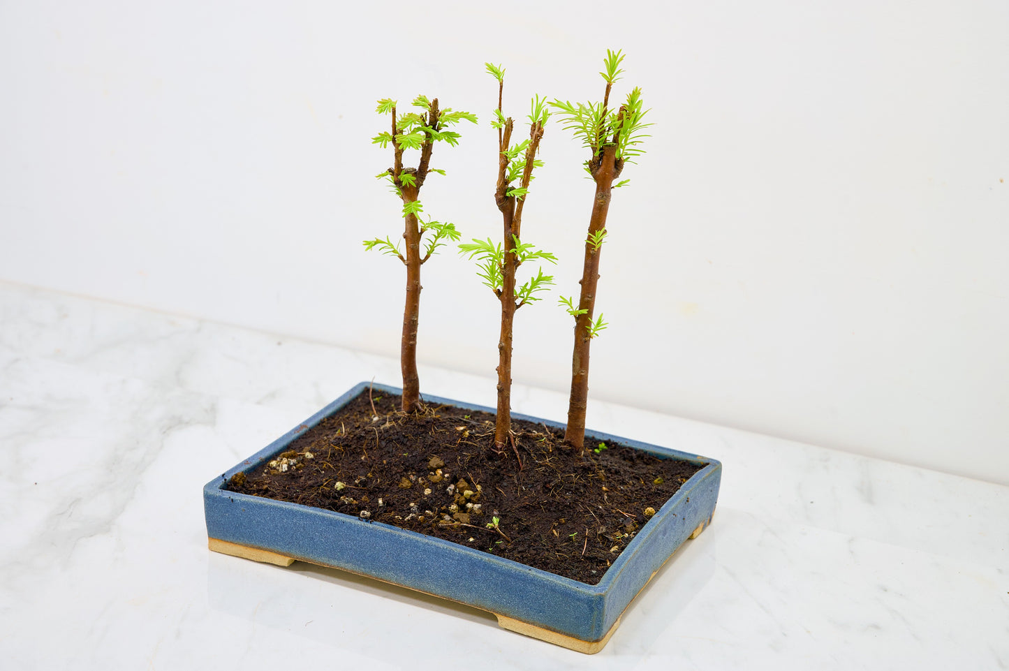 Dawn Redwood Bonsai 3 Tree Group