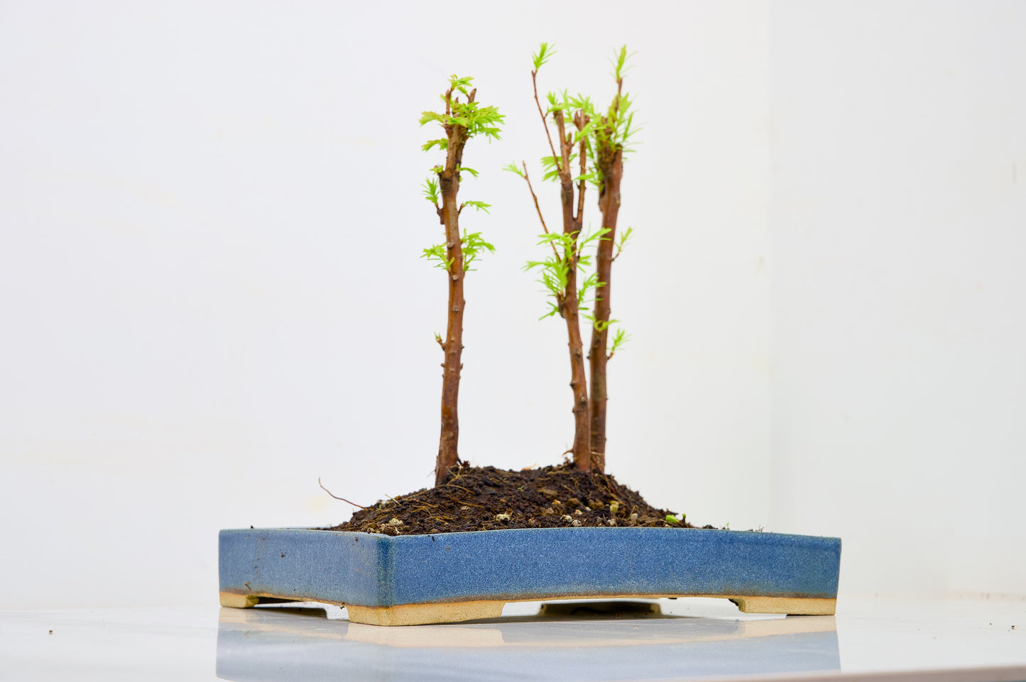 Dawn Redwood Bonsai 3 Tree Group