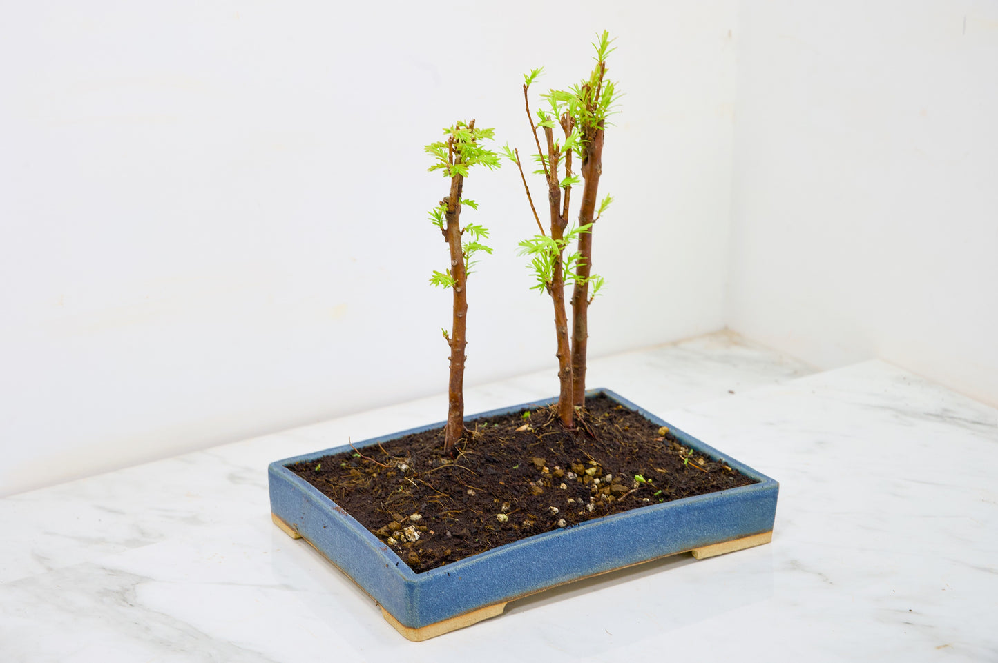 Dawn Redwood Bonsai 3 Tree Group