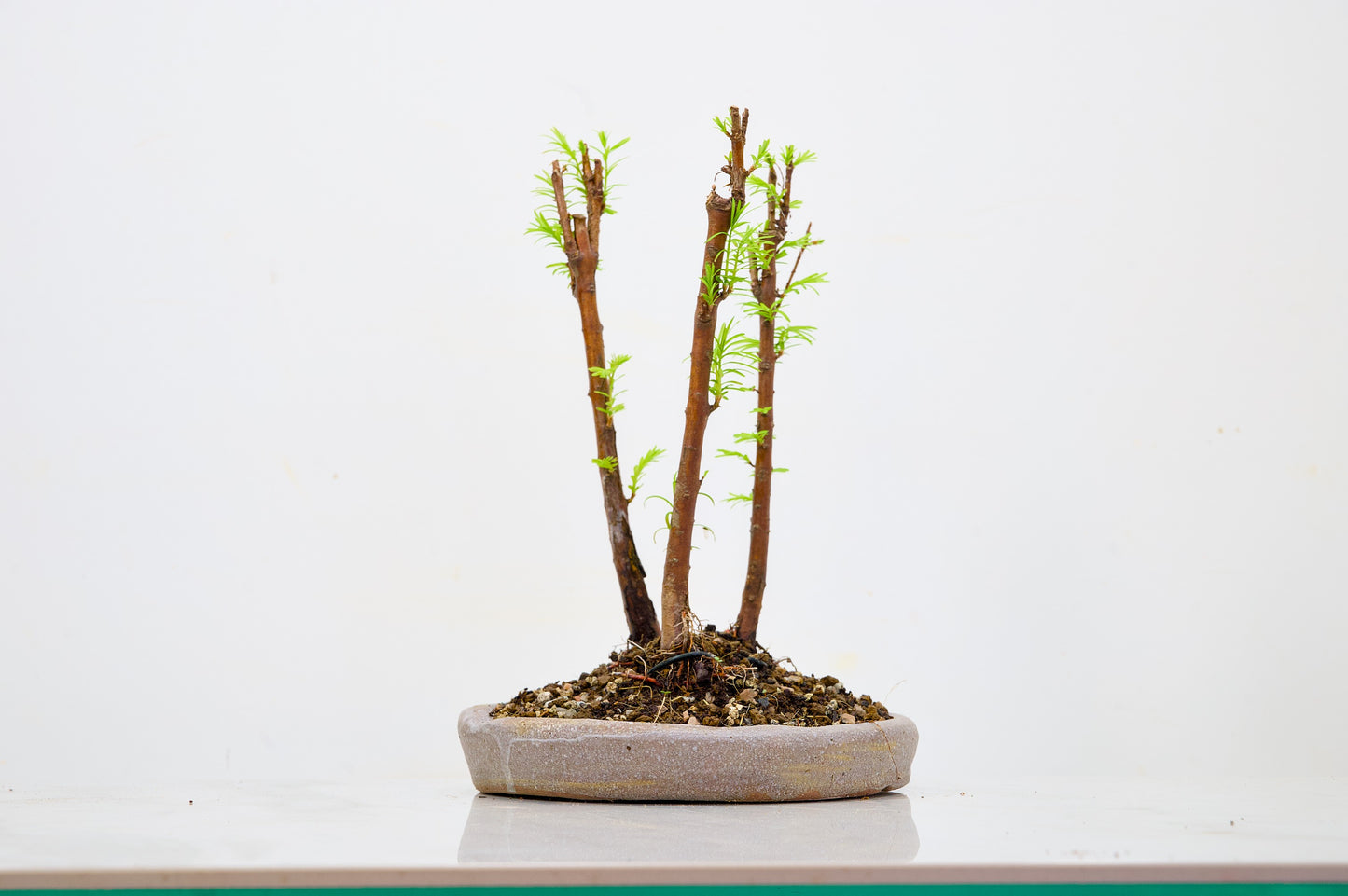 Dawn Redwood Bonsai 3 Tree Group