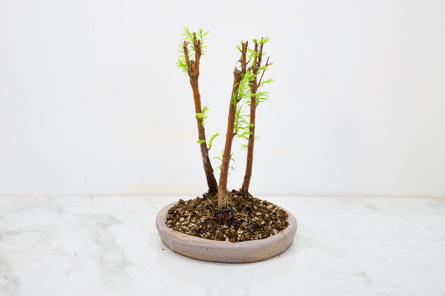 Dawn Redwood Bonsai 3 Tree Group