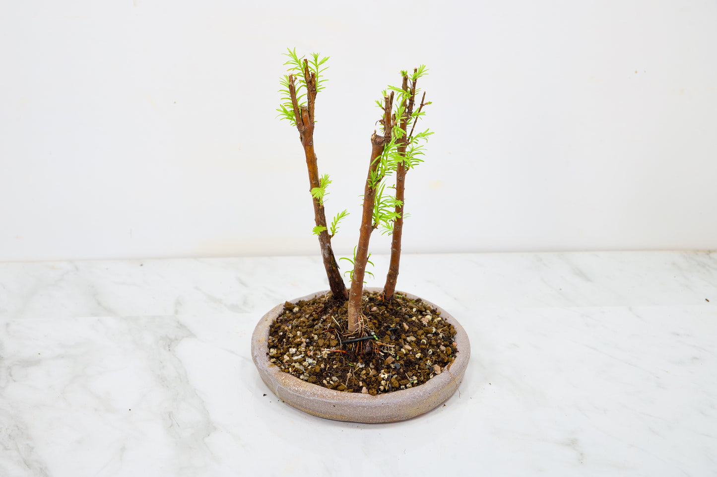 Dawn Redwood Bonsai 3 Tree Group