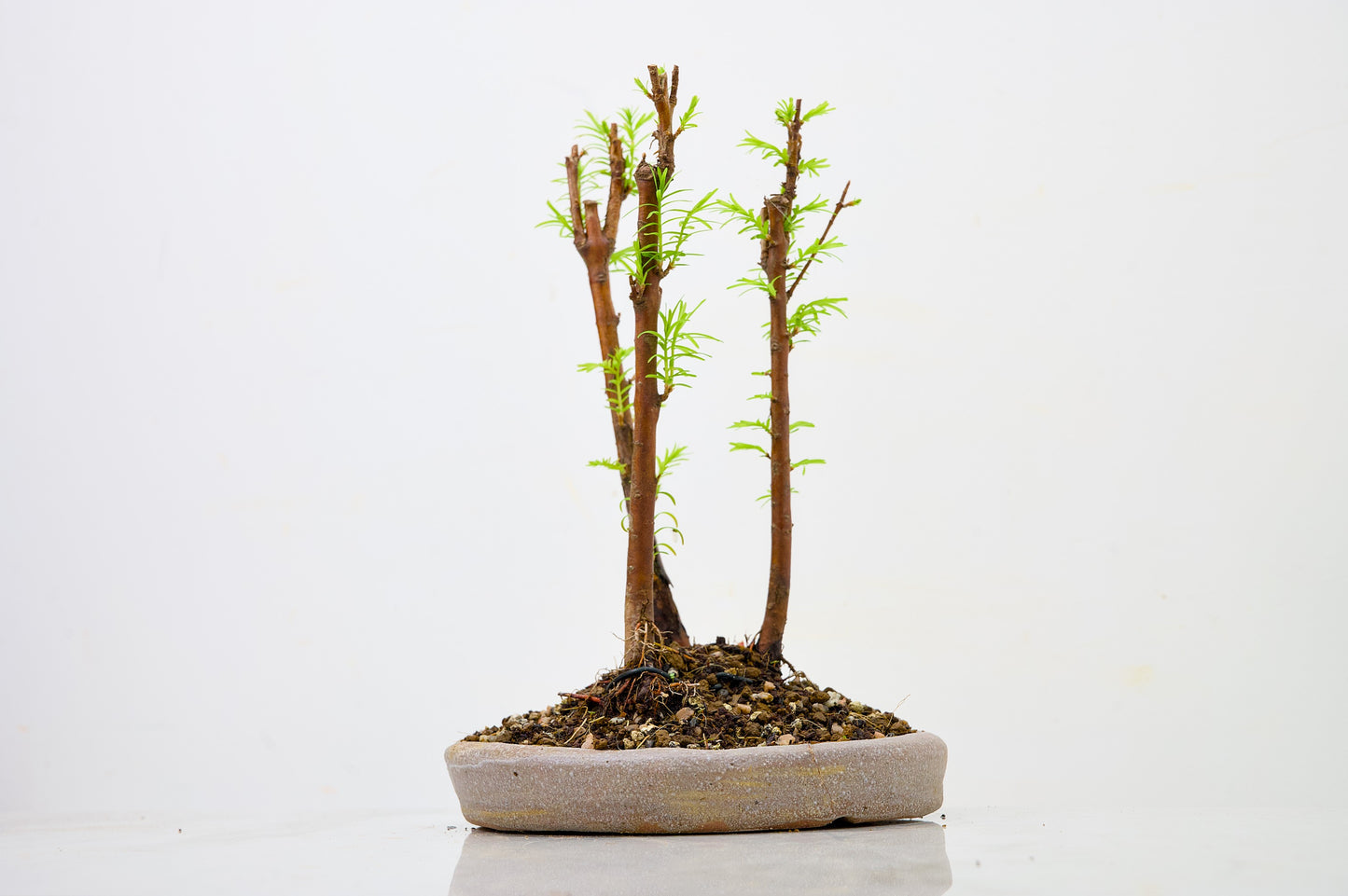 Dawn Redwood Bonsai 3 Tree Group