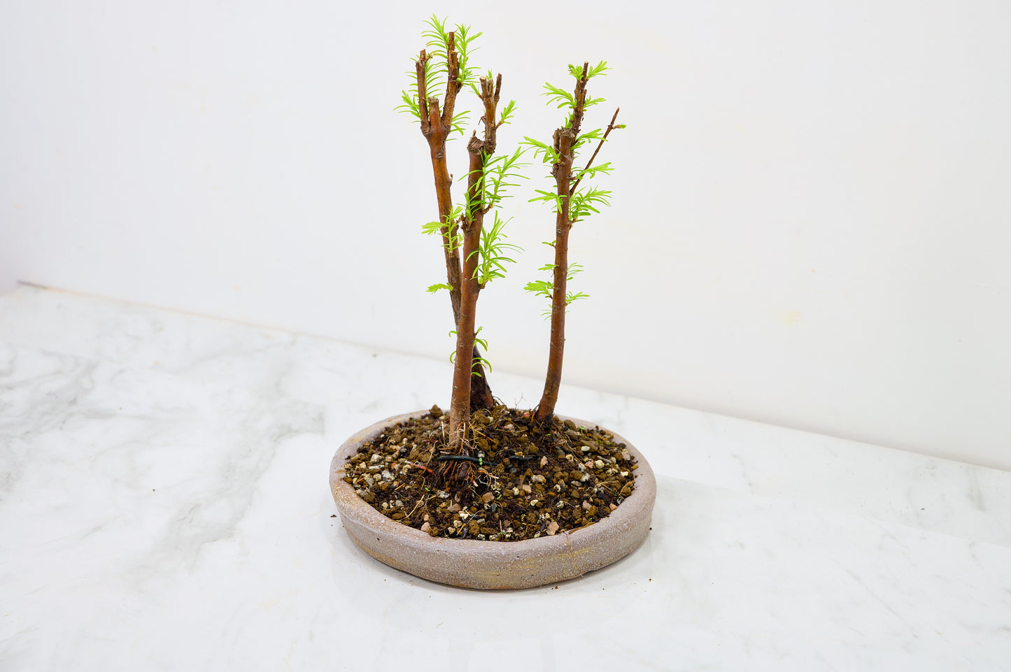 Dawn Redwood Bonsai 3 Tree Group