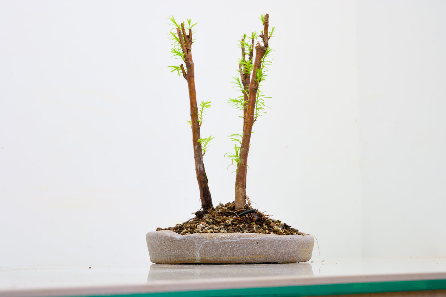 Dawn Redwood Bonsai 3 Tree Group
