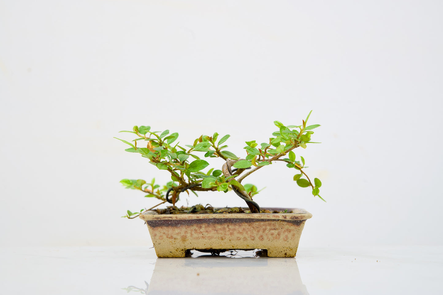 Cotoneaster Bonsai Tree