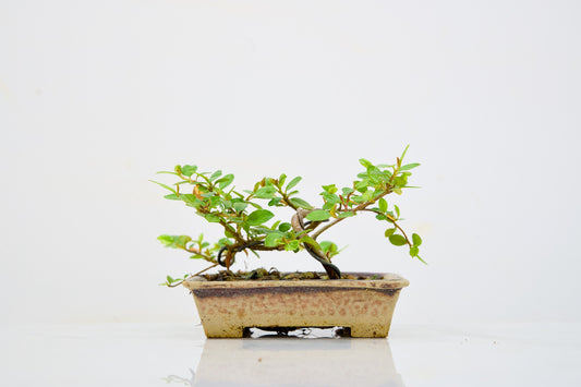 Cotoneaster Bonsai Tree