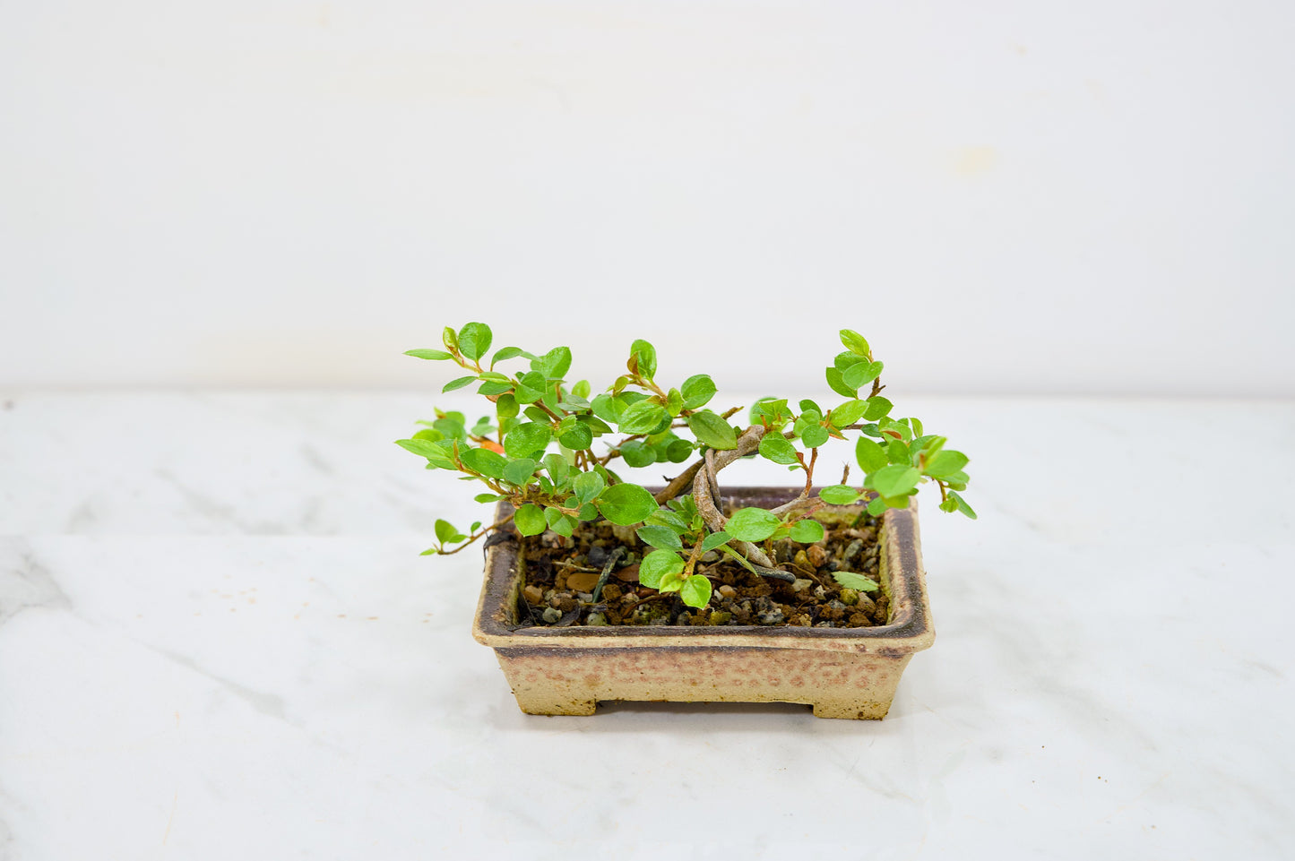 Cotoneaster Bonsai Tree