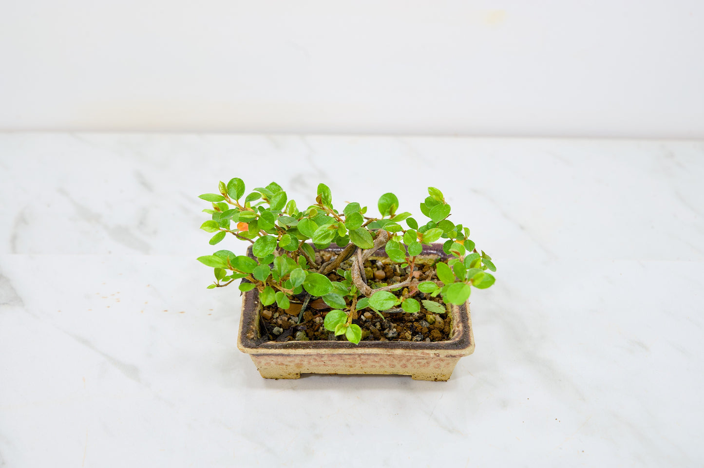 Cotoneaster Bonsai Tree