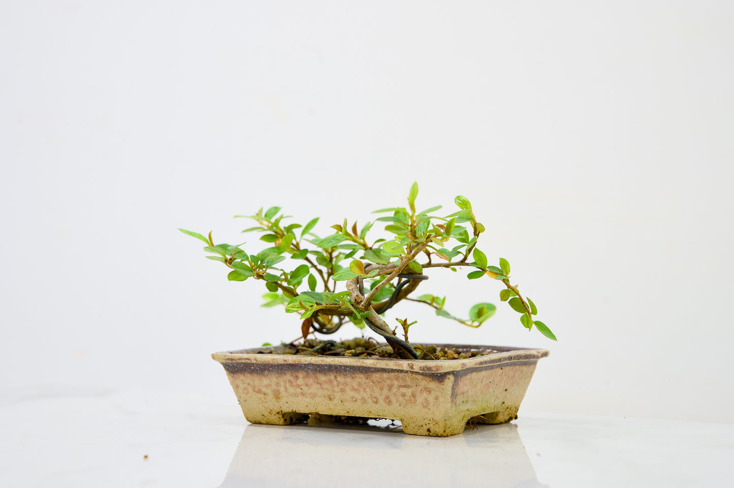 Cotoneaster Bonsai Tree