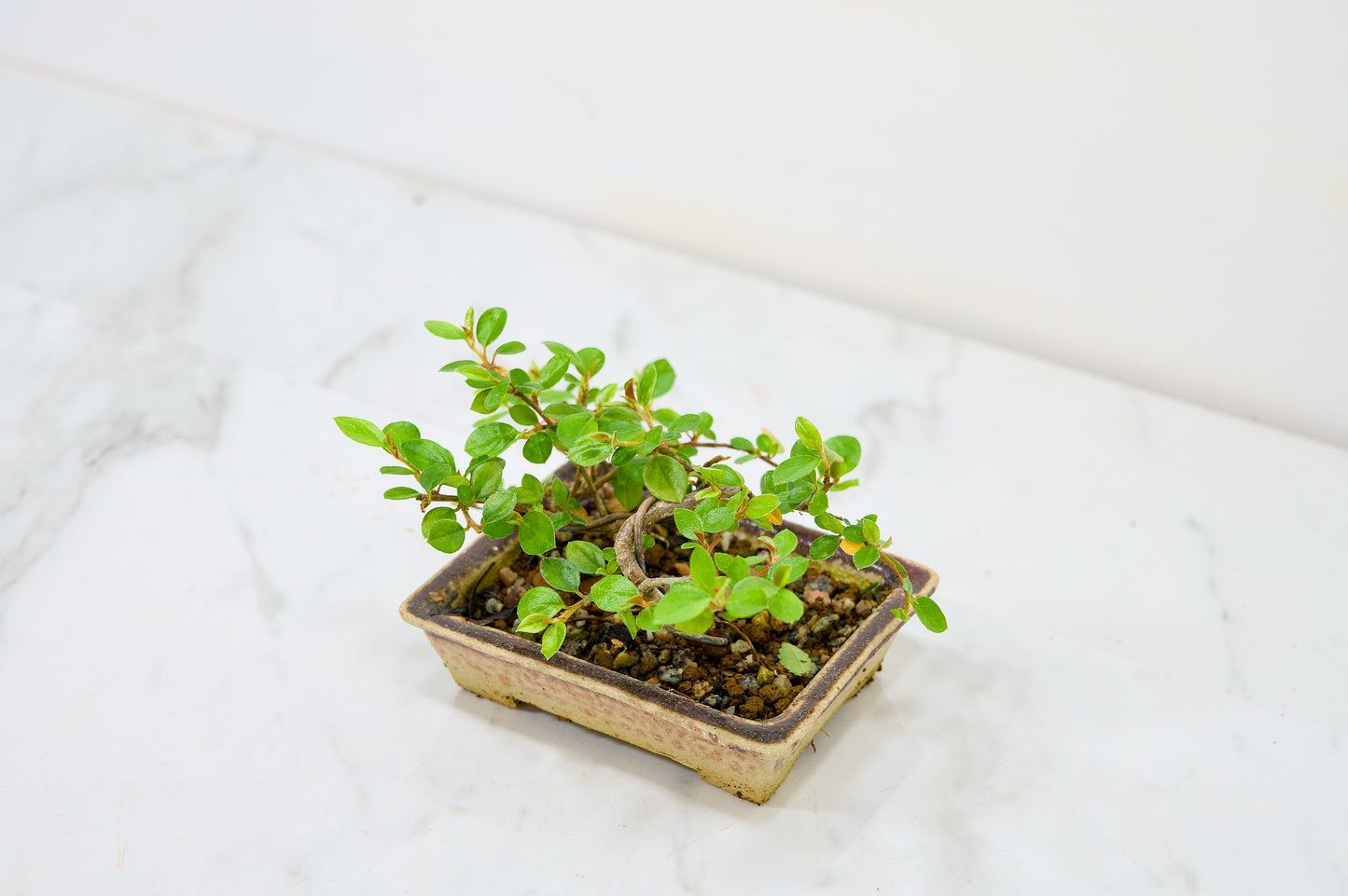 Cotoneaster Bonsai Tree