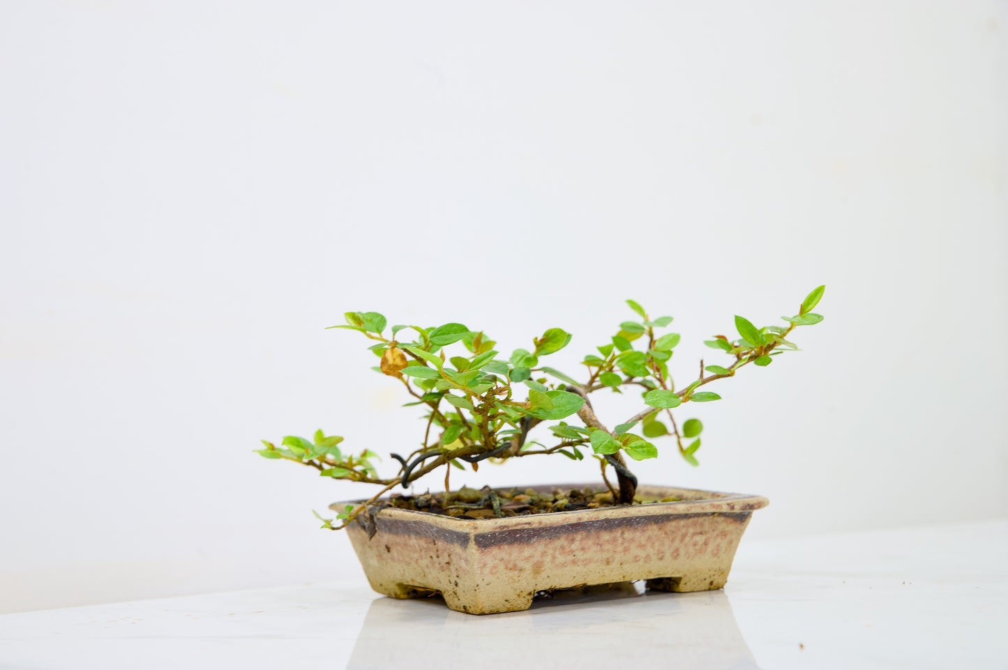 Cotoneaster Bonsai Tree