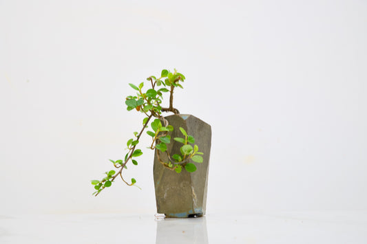 Cotoneaster Bonsai Tree