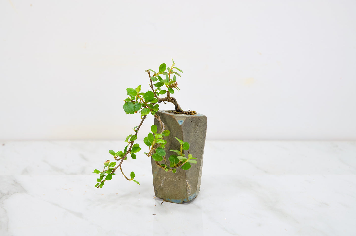 Cotoneaster Bonsai Tree