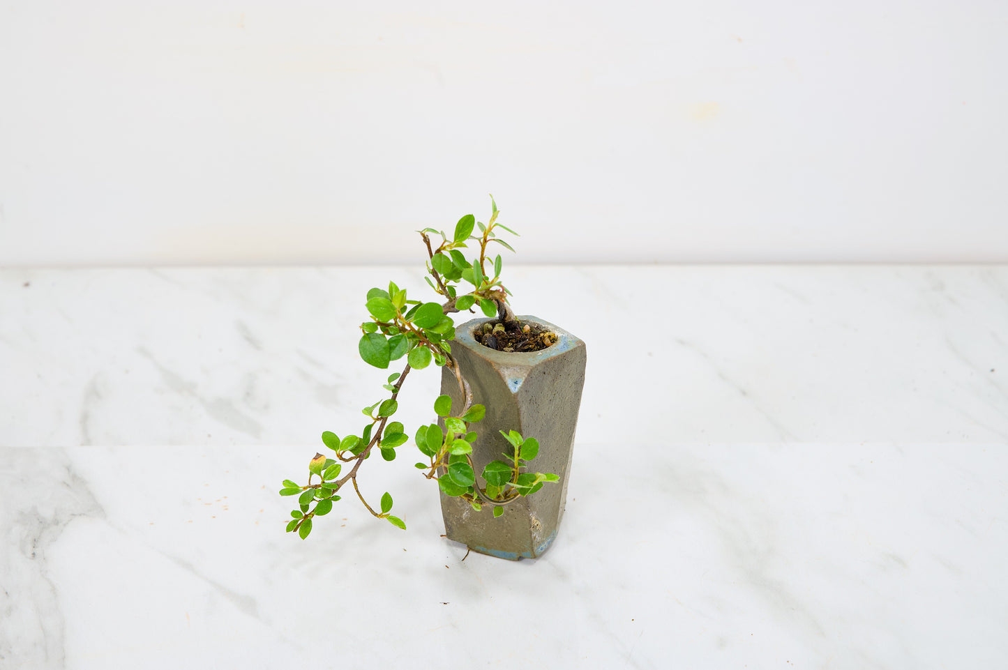 Cotoneaster Bonsai Tree