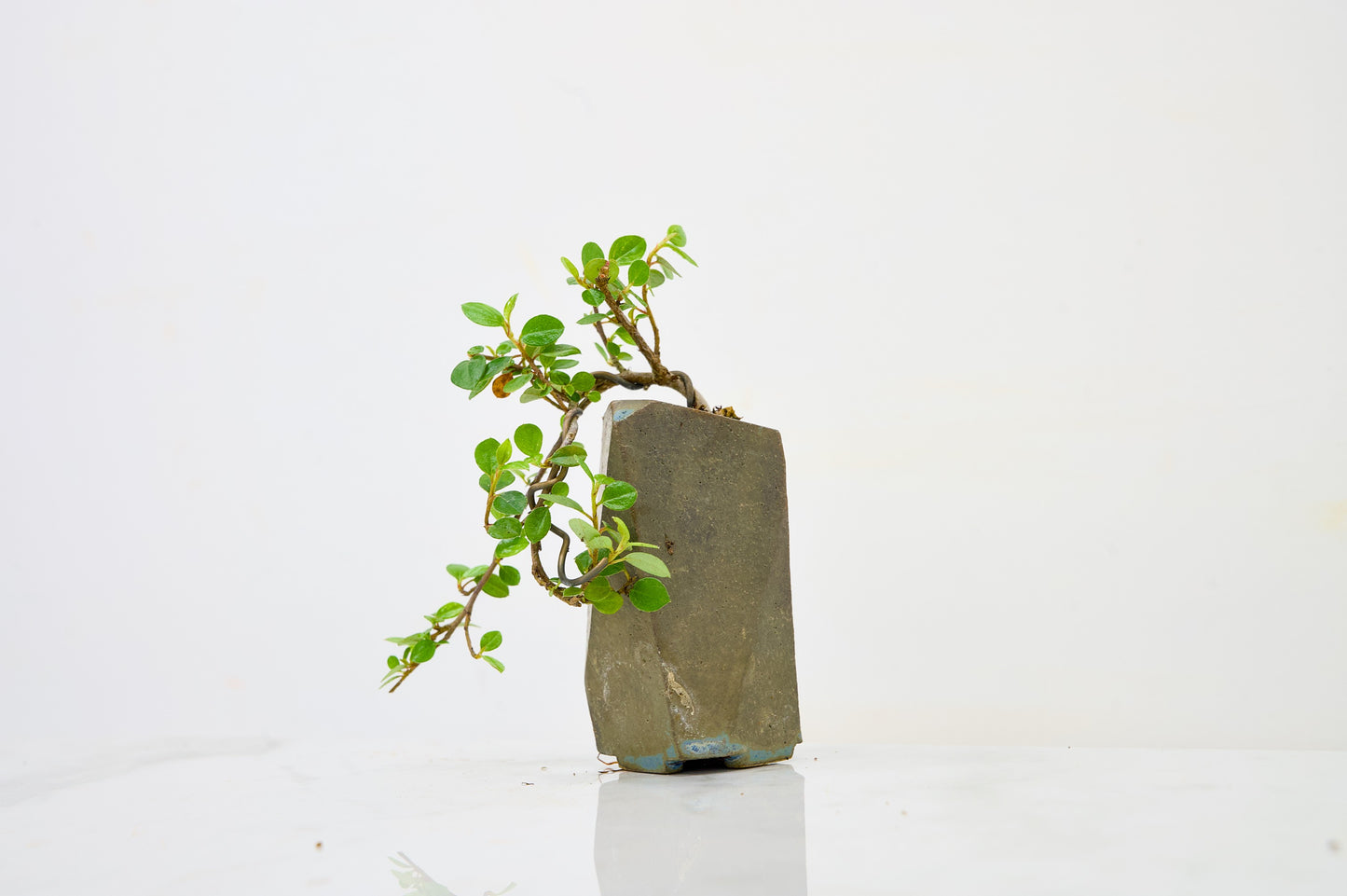 Cotoneaster Bonsai Tree