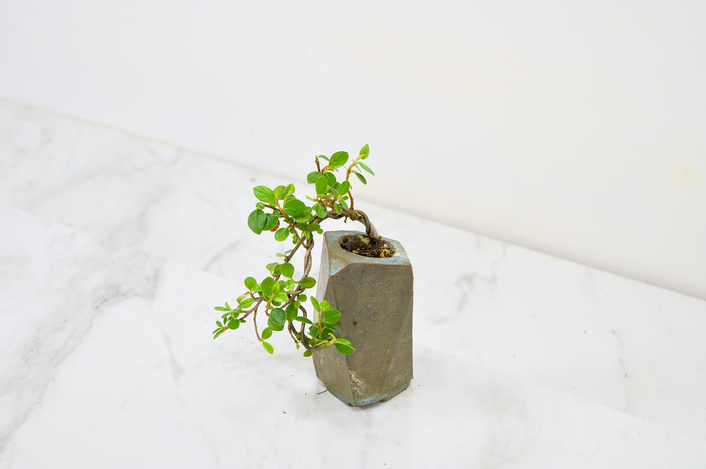 Cotoneaster Bonsai Tree