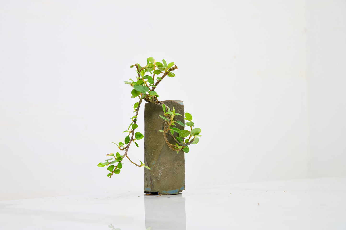Cotoneaster Bonsai Tree