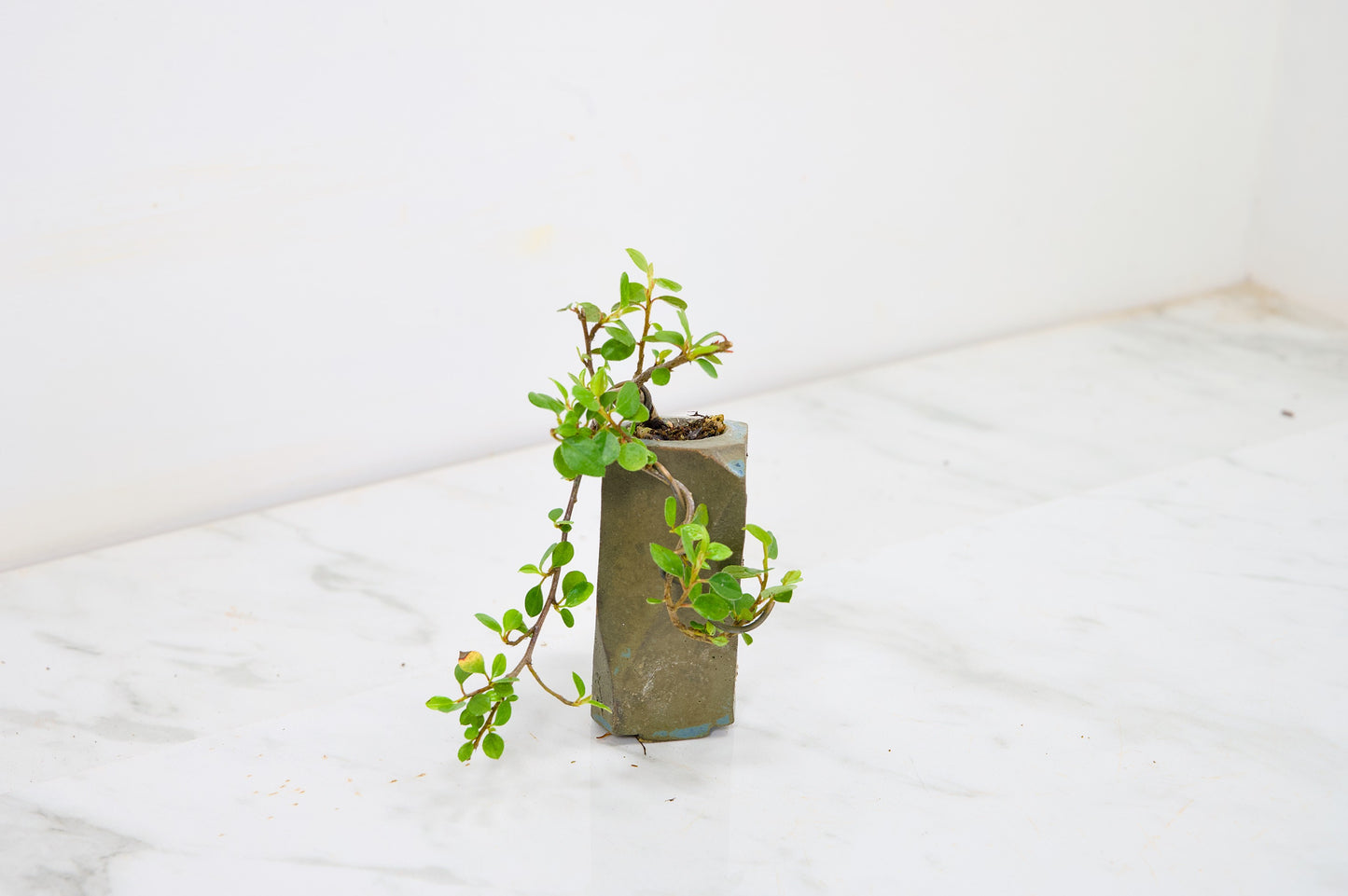 Cotoneaster Bonsai Tree