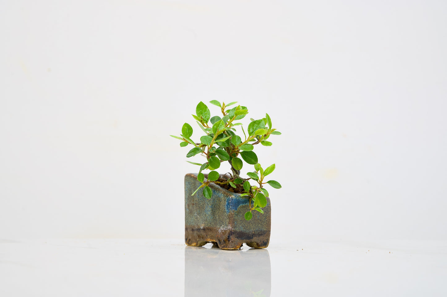 Cotoneaster Bonsai Tree