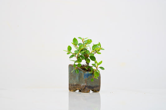 Cotoneaster Bonsai Tree