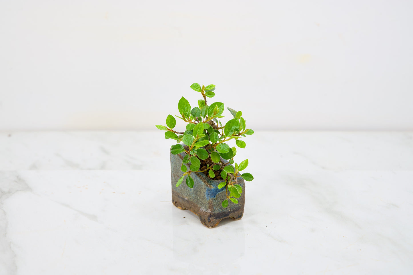 Cotoneaster Bonsai Tree