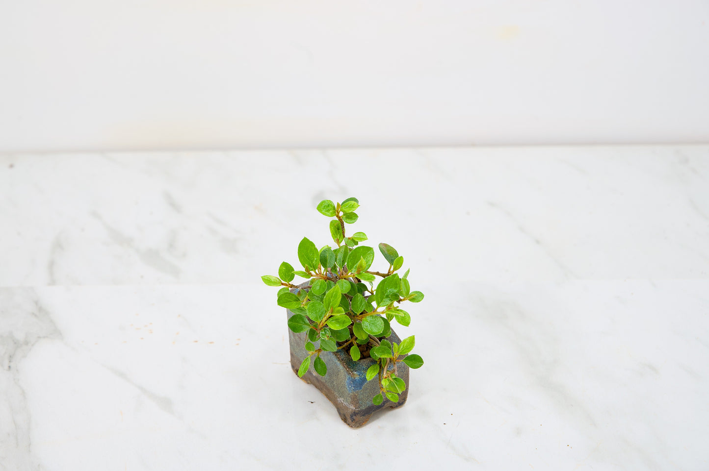 Cotoneaster Bonsai Tree
