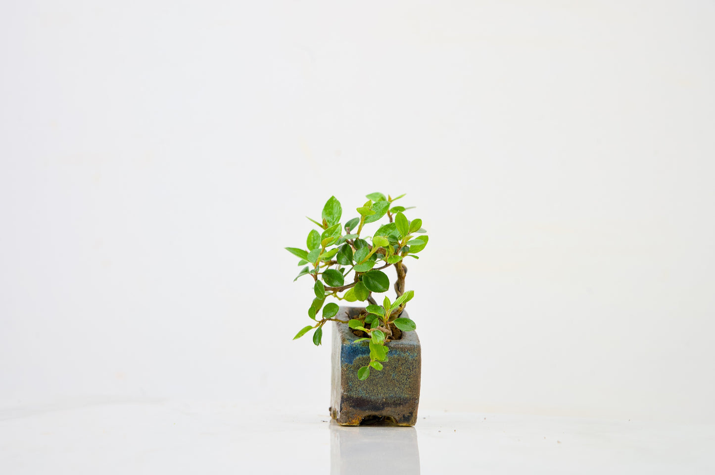 Cotoneaster Bonsai Tree