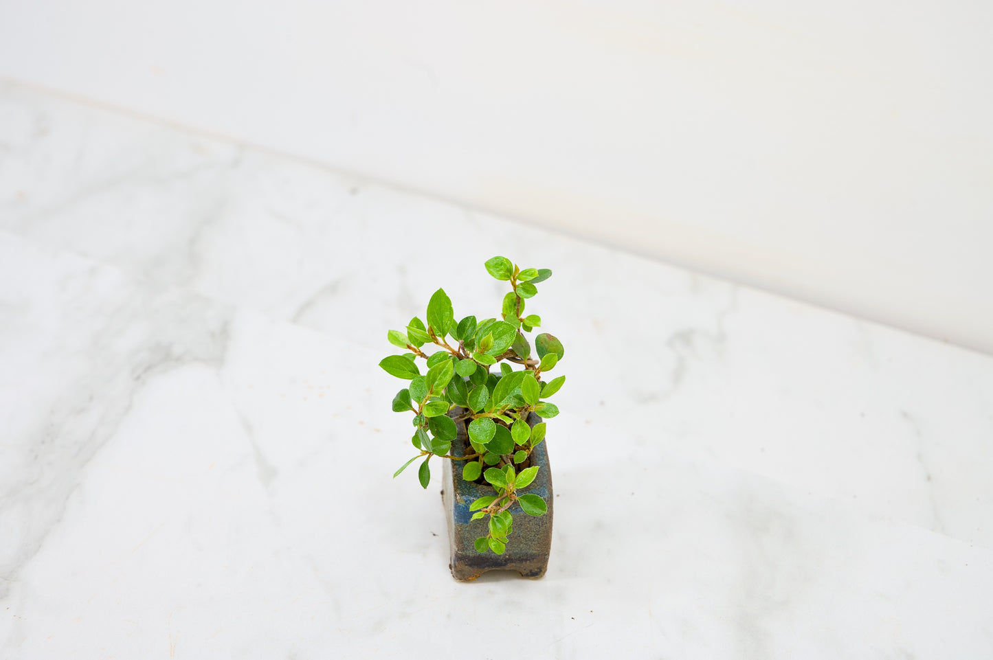 Cotoneaster Bonsai Tree
