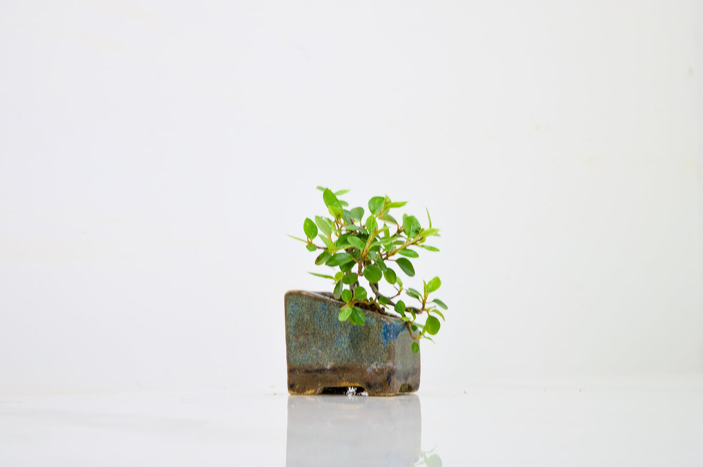 Cotoneaster Bonsai Tree