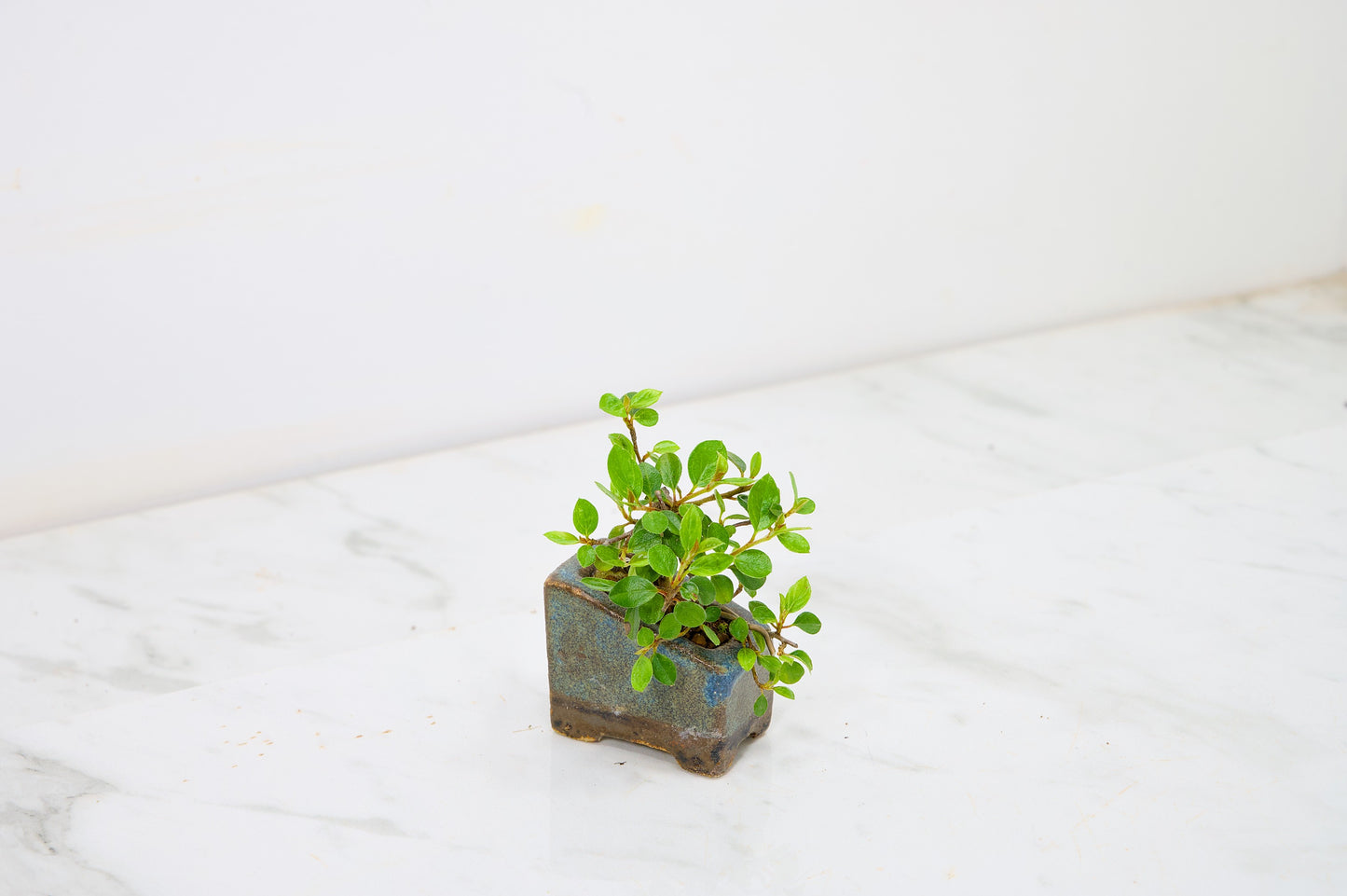 Cotoneaster Bonsai Tree