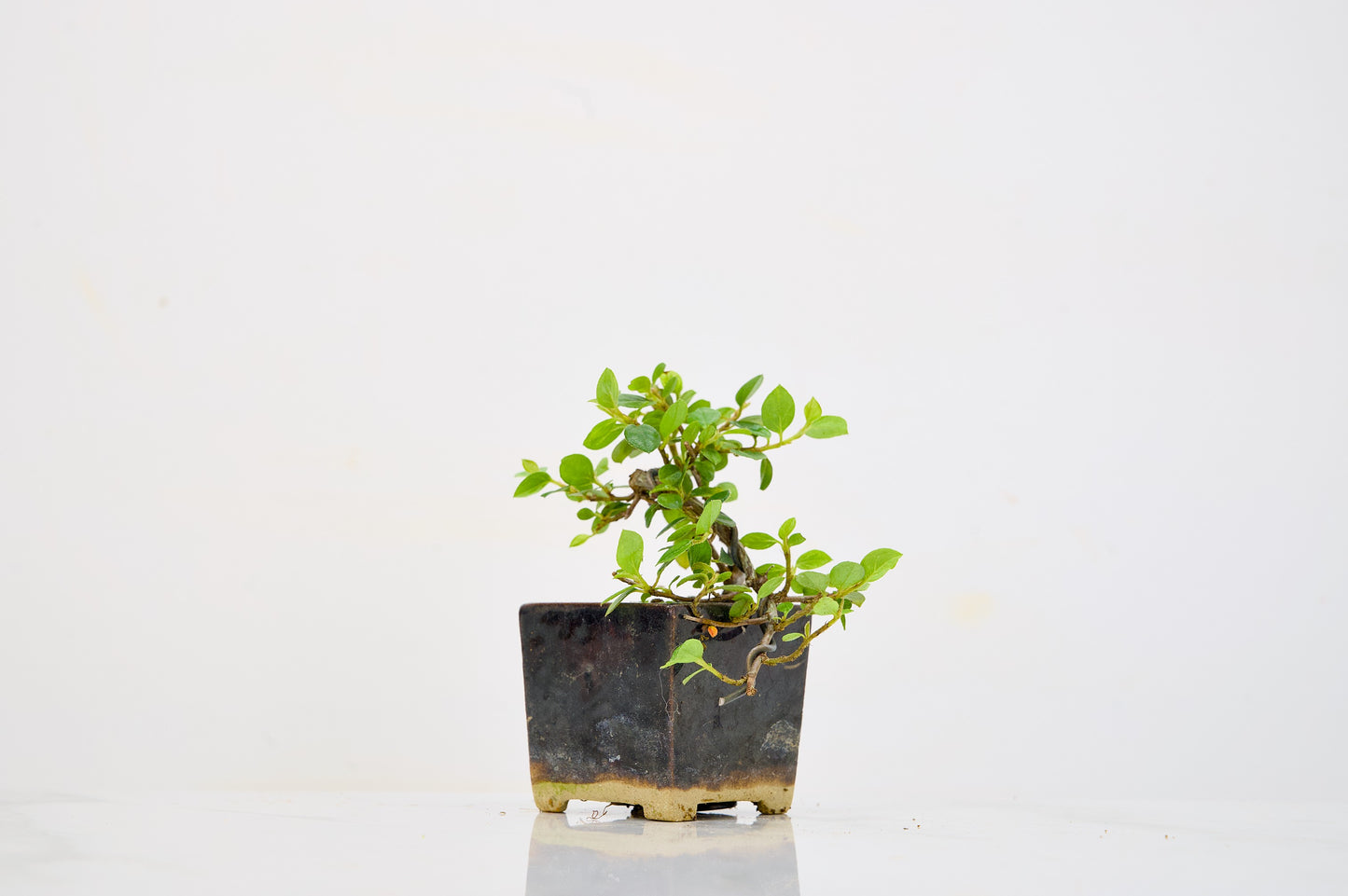 Cotoneaster Bonsai Tree