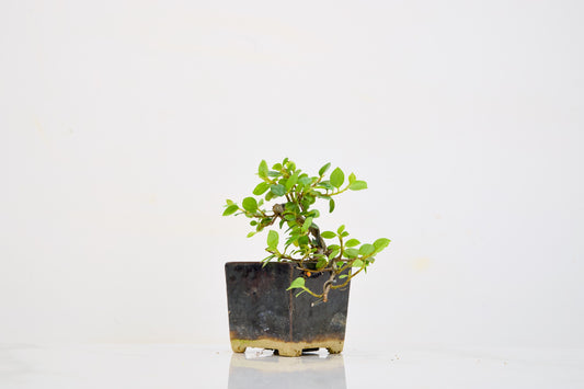 Cotoneaster Bonsai Tree