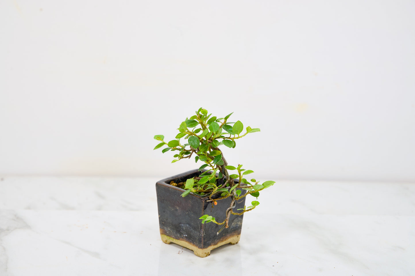 Cotoneaster Bonsai Tree