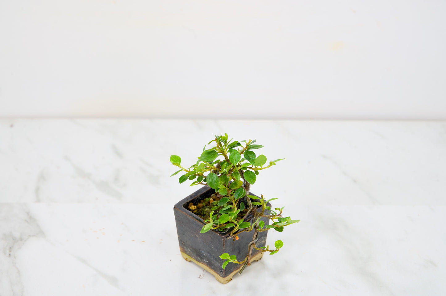 Cotoneaster Bonsai Tree
