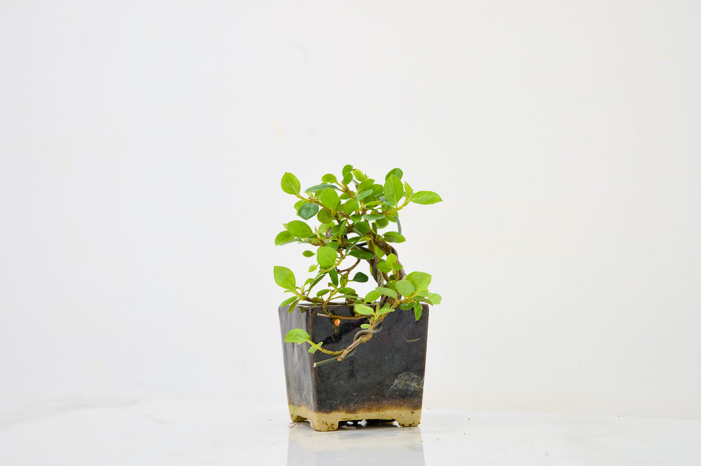 Cotoneaster Bonsai Tree