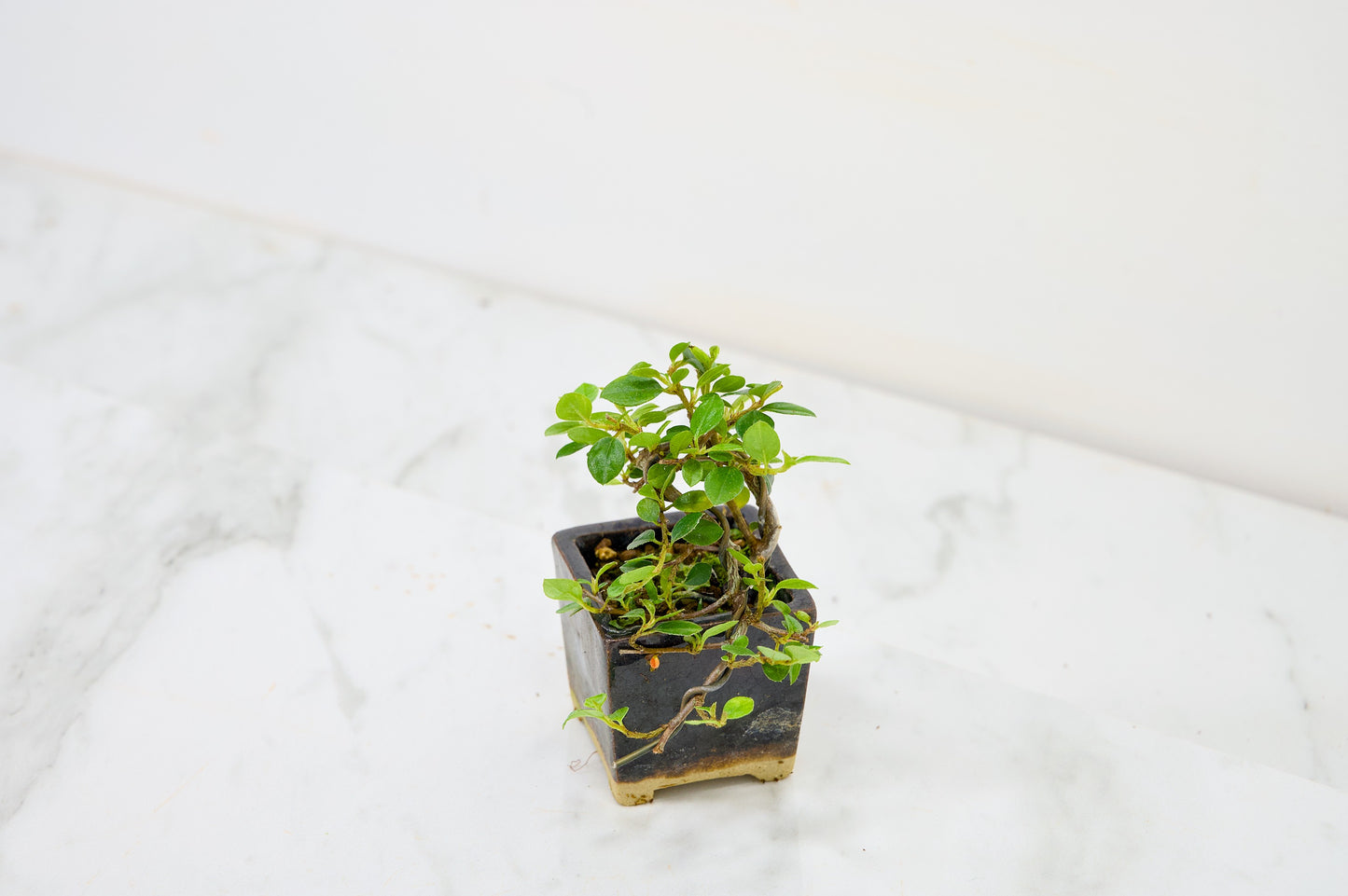 Cotoneaster Bonsai Tree