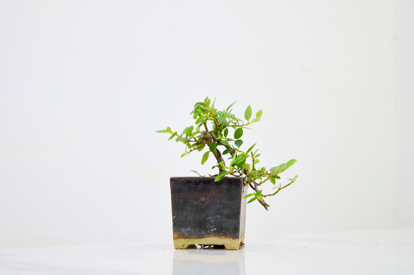 Cotoneaster Bonsai Tree