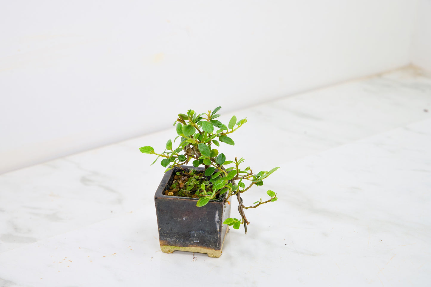 Cotoneaster Bonsai Tree