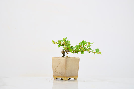 Cotoneaster Bonsai Tree