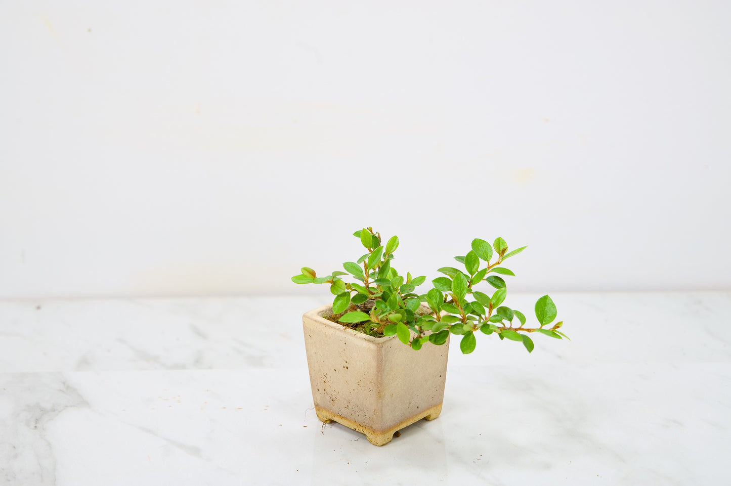 Cotoneaster Bonsai Tree